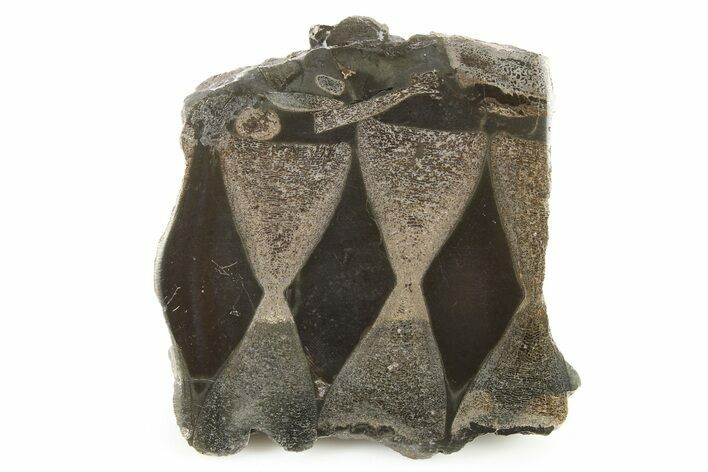 Fossil Ichthyosaur Vertebrae In Cross-Section - England #279567